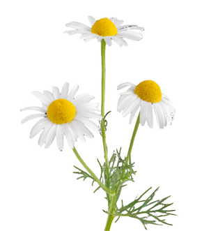 Chamomile