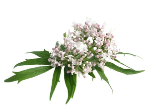 Valerian